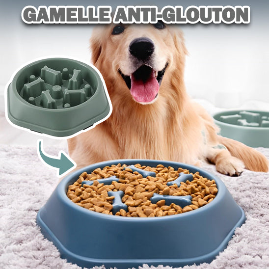 a Gamelle Anti-Glouton : La Solution Idéale pour Votre Chien Gourmand